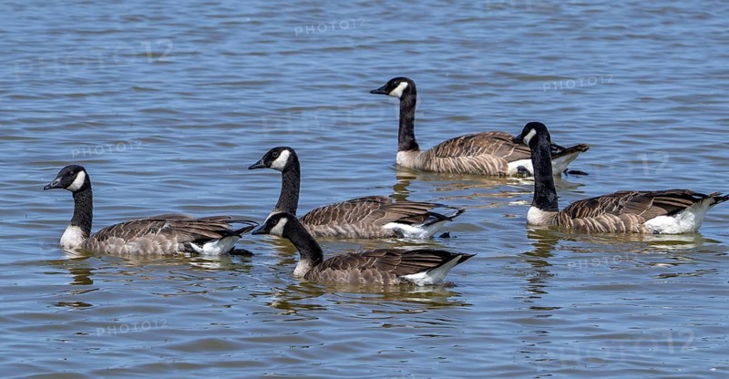 Canada goose flock, family group of Canadian geese (Branta canadensis) with juveniles swimming in lake in summer