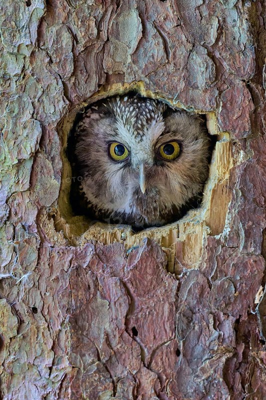 Great Horned Owl (Aegolius funereus), Bavaria, Germany, Europe