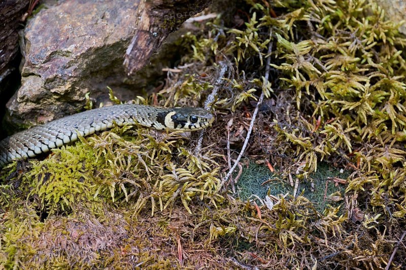 Grass snake (Natrix natrix), Bavaria, Germany, Europe