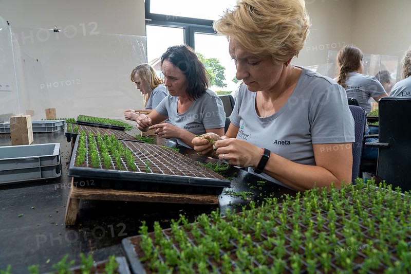 Garden nursery, cuttings, heather, broom heather, Calluna vulgaris are planted by hand in small pots, trays, to allow them to grow in front of they are later repotted in larger pots when they have developed their own roots, North Rhine-Westphalia, Germany, Europe