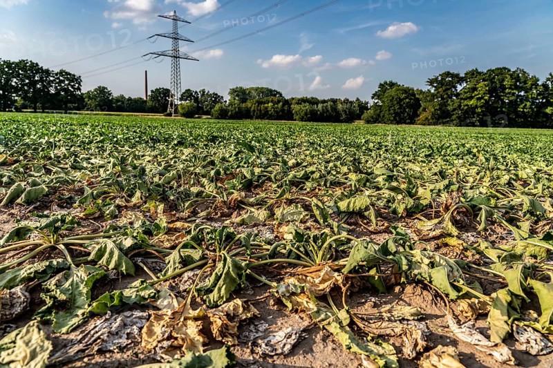 Field with withered plants, sugar beet that did not survive the long drought, low rainfall summer season, near Minden, North Rhine-Westphalia, Germany, Europe
