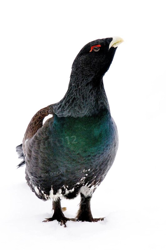 Black grouse, cockerel, winter, (Tetrao tetrix), Bavarian Forest, Bavaria, Federal Republic of Germany