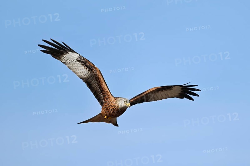 Red Kite, Red Kite, Montagu's Harrier, Montagu's Harrier (Milvus milvus), in flight, Canton Aargau, Switzerland, Europe