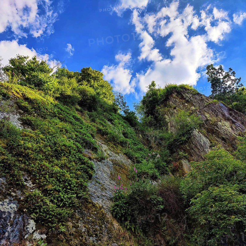 Very steep, partially overgrown rock face with a view upwards into the sky, Vianden, Canton of Vianden, Grand Duchy of Luxembourg