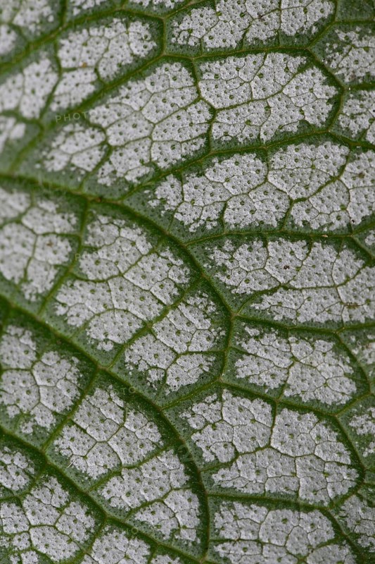 Caucasian forget-me-not (Brunnera macrophylla Jack Frost), leaf pattern, Emsland, Lower Saxony, Germany, Europe