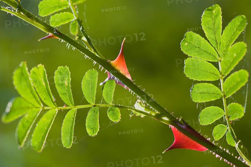 Barbed wire rose (Rosa omeiensis Pteracantha), Emsland, Lower Saxony, Germany, Europe