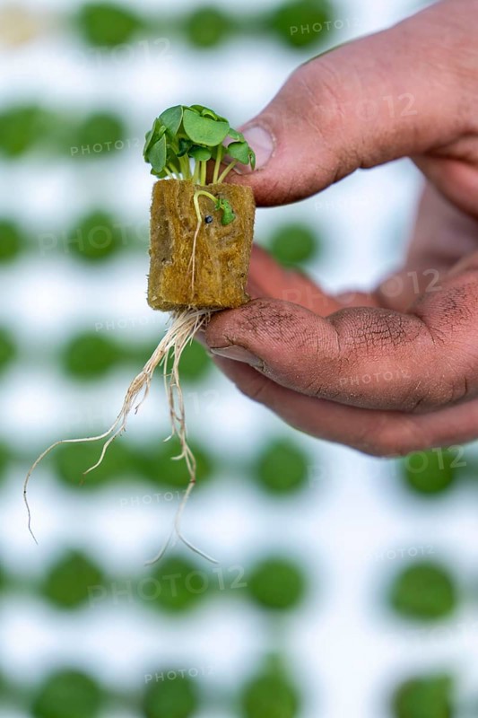 Agriculture, herb gardening, basil young plants, in pressed pots, with growing soil and nutrients, are planted in beds in a greenhouse