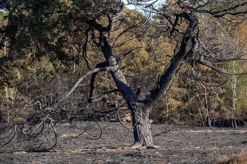 Consequences of a forest fire in the German-Dutch border region near Niederkrüchten-Elmpt, in the nature reserve De Meinweg, Netherlands