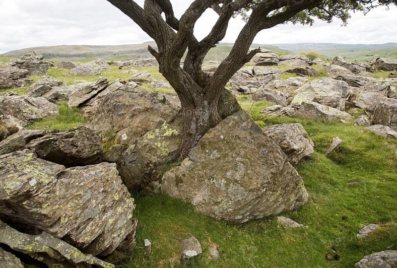 Biotic weathering as growing tree splits rock apart, Austwick, Yorkshire Dales national park, England, UK