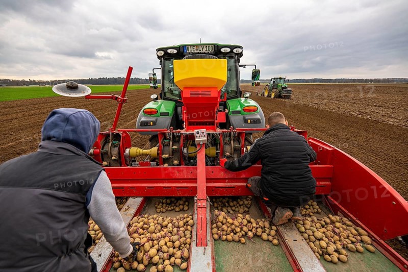 Early potatoes are laid in the soil of the field with a planting machine, tractor with roundabout harrow prepares the soil, agriculture, spring