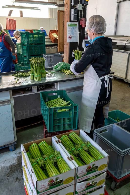 Asparagus farm, green asparagus is washed, cut and sorted by quality, weighed, portioned and packaged after harvesting, near Dormagen, Rhineland, North Rhine-Westphalia, Germany, Europe