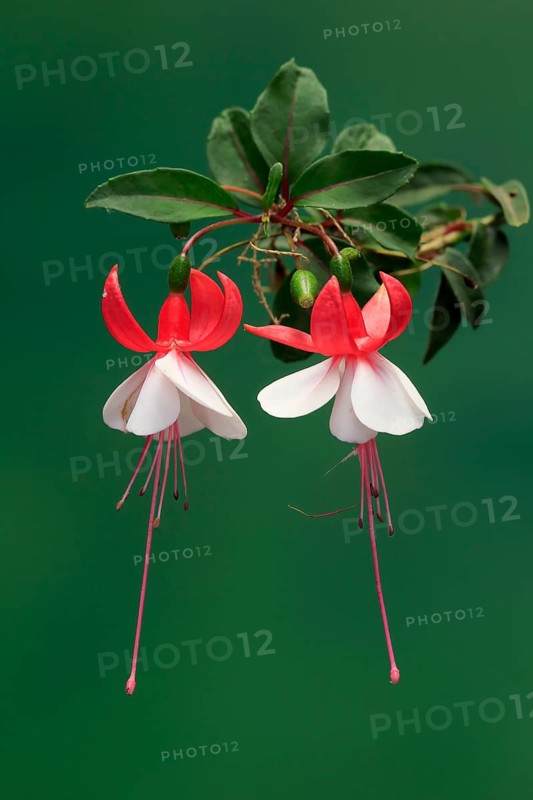 Fuchsias (Fuchsia), flowering, flower, Ellerstadt, Germany, Europe