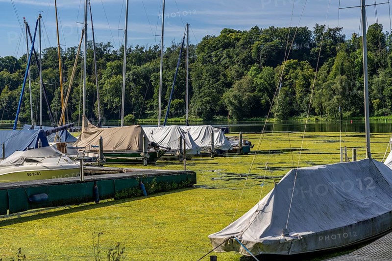 Green carpet of plants on Lake Baldeney in Essen, proliferating aquatic plant Elodea, waterweed, an invasive species, the fast-growing aquatic plant proliferates on large parts of the Ruhr reservoir, increased water temperatures accelerate growth, recreational boat traffic is severely impaired, jetties of the Segler Kameradschaft Essen-Heisingen SKEH, the navigation channel is kept clear, Essen, North Rhine-Westphalia, Germany, Europe
