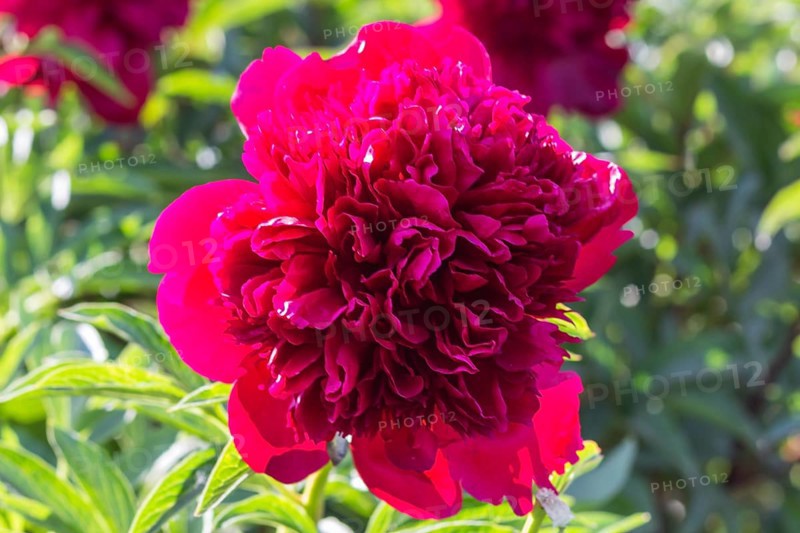 Pink peony flower in a botanical garden