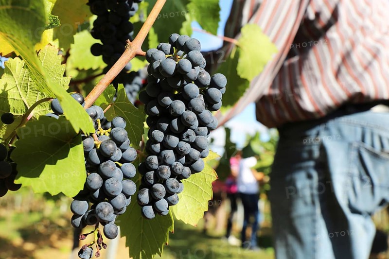 Grape grape harvest: Hand-picking Pinot Noir grapes in a vineyard in the Palatinate