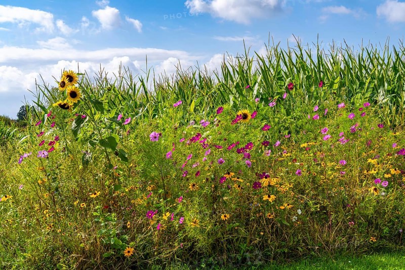 Flower strips on a maize field, the various flowers and plants not only beautify the landscape, they are also intended to provide bees and other insects with a diverse range of flowers for pollination and biological pest control, near Straelen, North Rhine-Westphalia, Germany, Europe