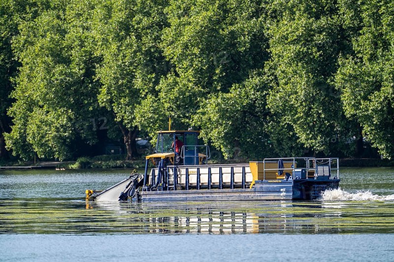 Mowing boat Nimmersatt, of the Ruhrverband, tries to keep the green plant carpet on the Lake Baldeney in Essen, in check, proliferating water plant Elodea, waterweed, an invasive species, the fast-growing water plant proliferates on large parts of the Ruhr reservoir, increased water temperatures accelerate the growth, the leisure boat traffic is severely impaired, Essen, North Rhine-Westphalia, Germany, Europe