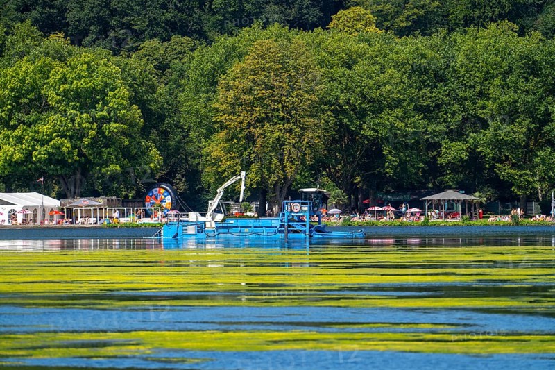 Mowing boat Nimmersatt, of the Ruhrverband, tries to keep the green plant carpet on the Lake Baldeney in Essen, in check, proliferating water plant Elodea, waterweed, an invasive species, the fast-growing water plant proliferates on large parts of the Ruhr reservoir, increased water temperatures accelerate the growth, the leisure boat traffic is severely impaired, Essen, North Rhine-Westphalia, Germany, Europe