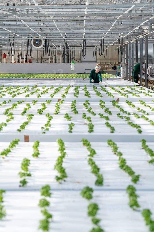 Agriculture, herb nursery, basil seedlings, growing in a greenhouse