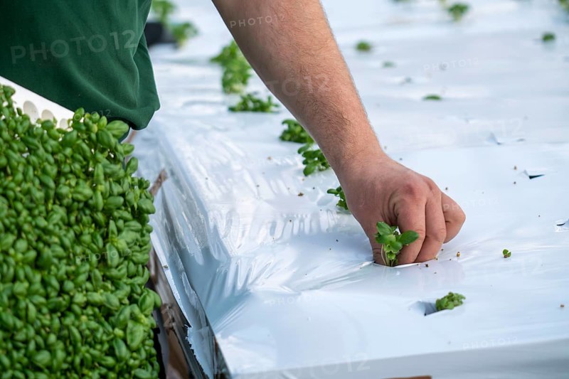 Agriculture, herb gardening, basil young plants, in pressed pots, with growing soil and nutrients, are planted in beds in a greenhouse