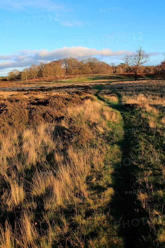Winter landscape of deciduous trees and heather plants on heathland, Sutton Heath Suffolk, England, UK
