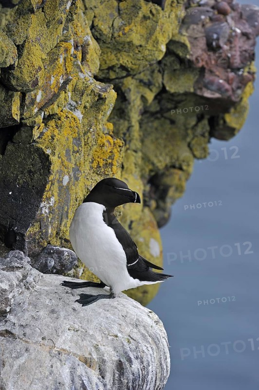 Razorbill (Alca torda) resting on ledge in cliff face at the Fowlsheugh RSPB reserve, Scotland, UK