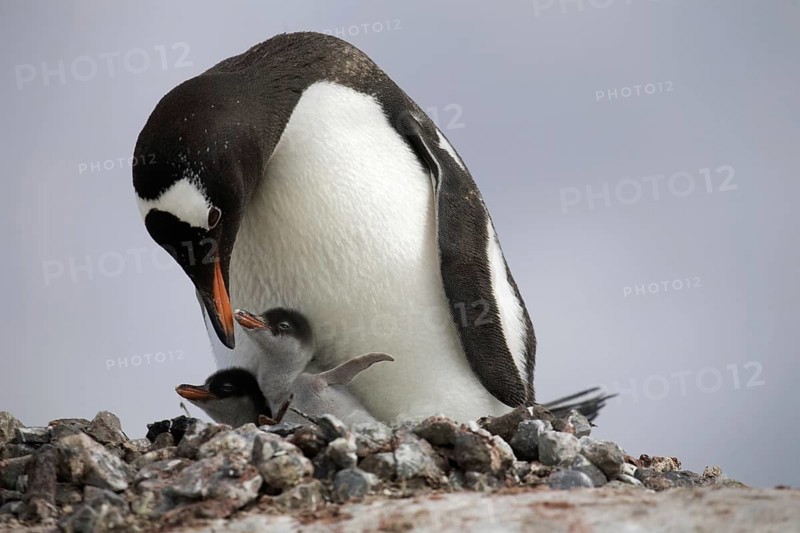 Gentoo Penguin (Pygoscelis papua) with chicks on nest in rookery at Petermann Island, Antarctica