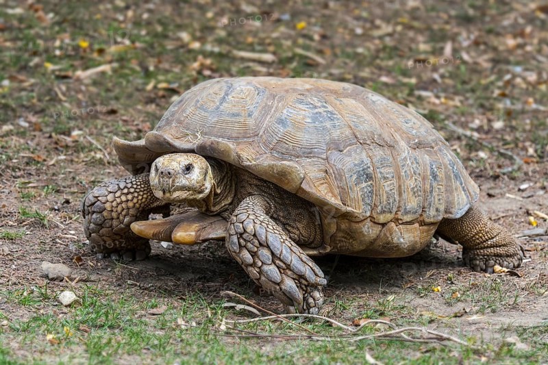African spurred tortoise (Centrochelys sulcata), sulcata tortoise (Testudo sulcata) native to Africa