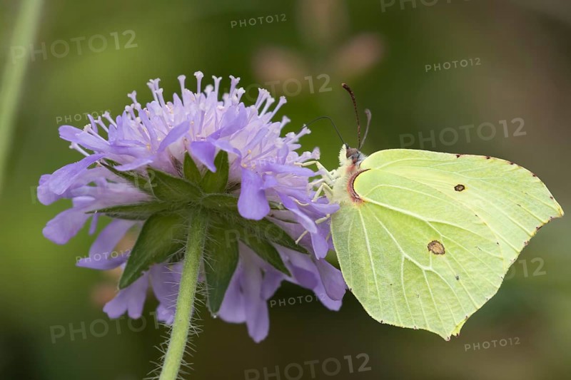 Brimstone butterfly (Gonepteryx rhamni) adult male insect feeding on a Field scabious flower in the summer, Suffolk, England, United Kingdom, Europe