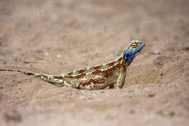 Spiny agama, (Agama aculeata), female, . Colouring at the time of egg laying, Kalahari Gemsbok NP, South Africa, Africa