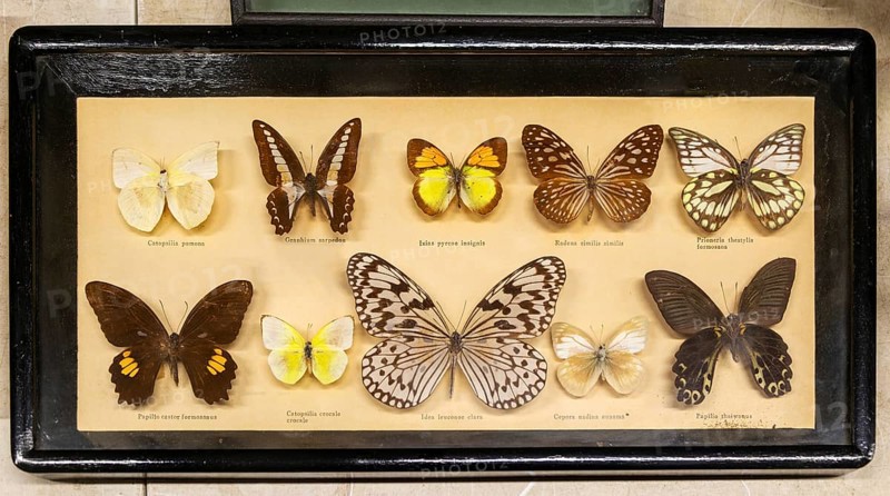 Mounted tropical butterflies in display case
