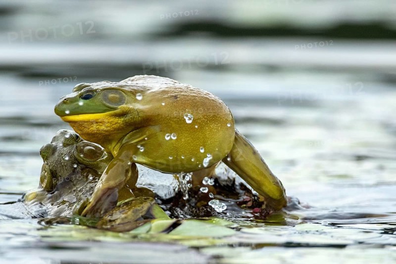 Bull frogs Lithobates catesbeianus. Male bull frog jumping on another male for a territorial fight during the breeding season. La Mauricie national park. Province of Quebec. Canada