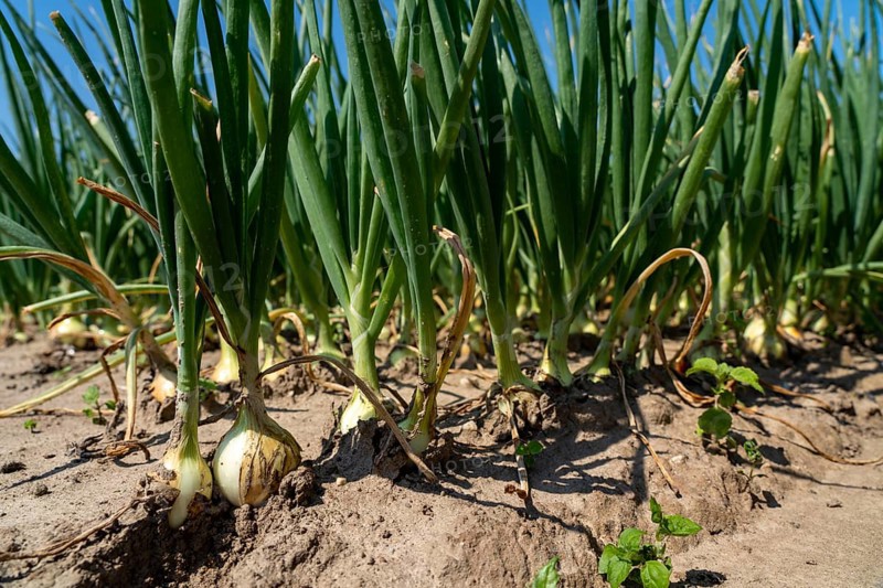 Agriculture, field with onions, Niederkrüchten, North Rhine-Westphalia, Germany, Europe