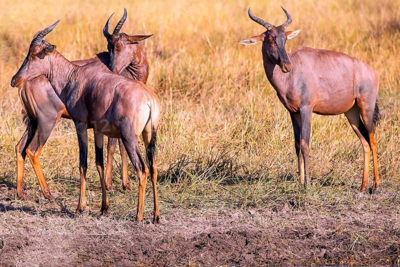 Africa, Botswana, antelope, lyrebird, Botswana, Africa