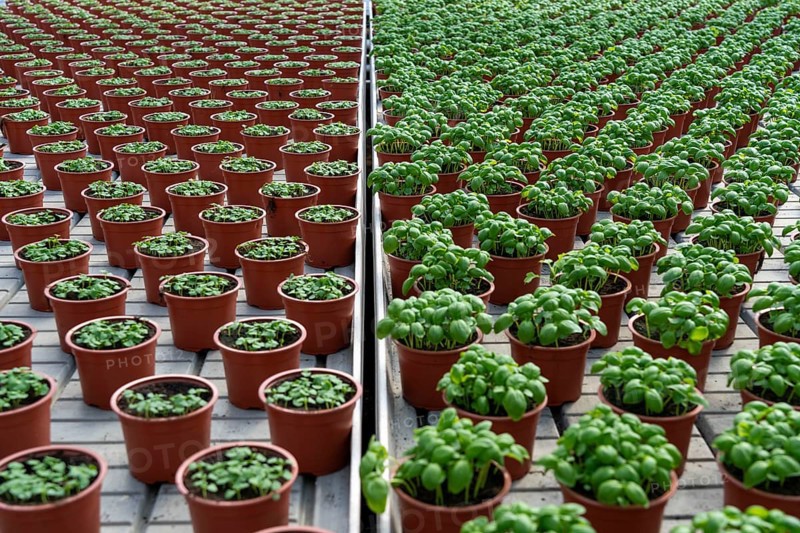 Agriculture, herb gardening, basil plants in pots, in various stages of growth, in a greenhouse