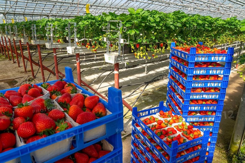 Freshly harvested strawberries, packed in boxes and crates for the consumer, strawberry cultivation in the greenhouse, young strawberry plants grow up, in different stages of ripeness are individually watered by drip irrigation and supplied with nutrients, they grow in a substrate culture in raised beds, near Dormagen, Rhineland, North Rhine-Westphalia, Germany, Europe