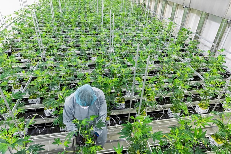 DEU/Saxony/Ebersbach The Saxon cannabis producer Demecan is now the first German company to be authorised to cultivate medicinal cannabis indefinitely under the new Cannabis Act. The company had been authorised to produce since 2019, albeit subject to conditions such as a maximum production quantity or regulated distribution. These conditions will now no longer apply, which will improve the supply situation for medicinal cannabis. The Federal Government Commissioner for Addiction and Drug Issues Burkhard Blienert and Health Minister Petra Köpping took a tour of the production facility to find out more about the production of medicinal cannabis., Federal Drug Commissioner Burghard Blienert and Health Minister Petra Köpping visit Saxon cannabis producer Demecan, Ebersbach, Saxony, Germany, Europe