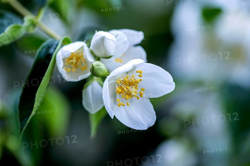 European or pale pipevine (Philadelphus coronarius), flower, also known as false jasmine, summer jasmine, farmer's jasmine, Germany, Europe