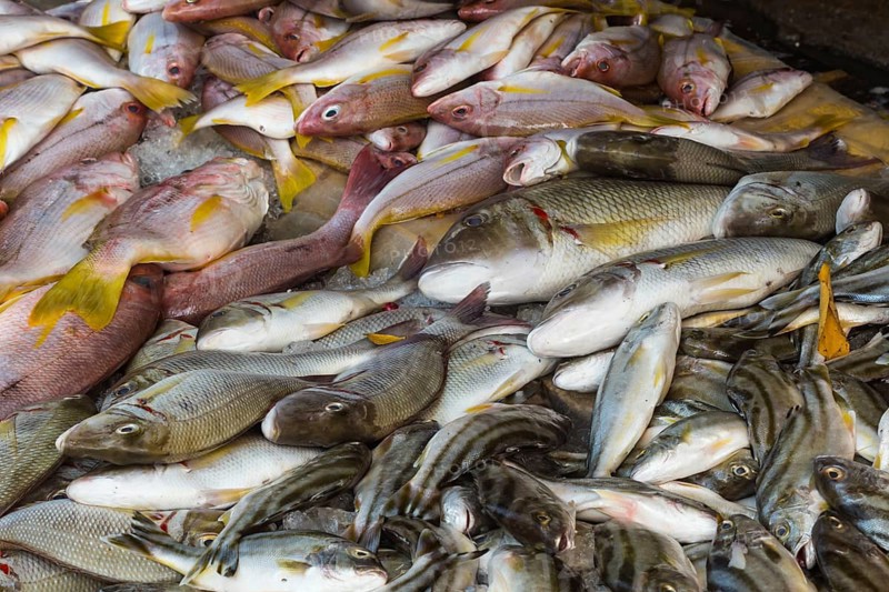 Different types of snappers on the market