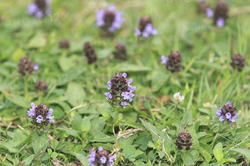 Common selfheal (Prunella vulgaris), North Rhine-Westphalia, Germany, Europe