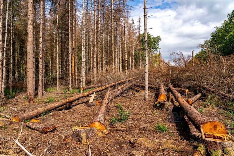 Eifel National Park, Kermeter mountain range, dead spruce trees damaged by the bark beetle, forest dieback, south of Heimbach, North Rhine-Westphalia, Germany, Europe