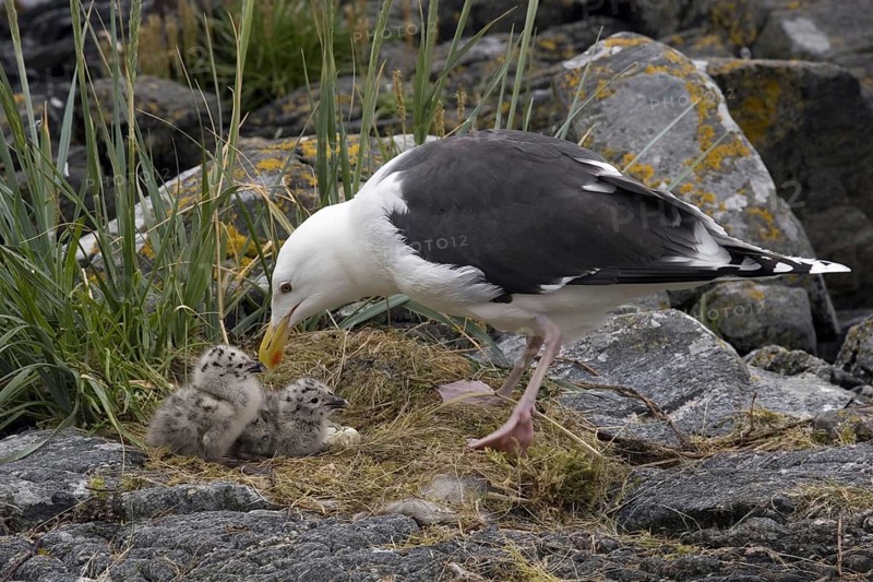 Great black-backed gull with chicks, (Larus marinus), Europe, Sweden, Great black-backed gull, Europe