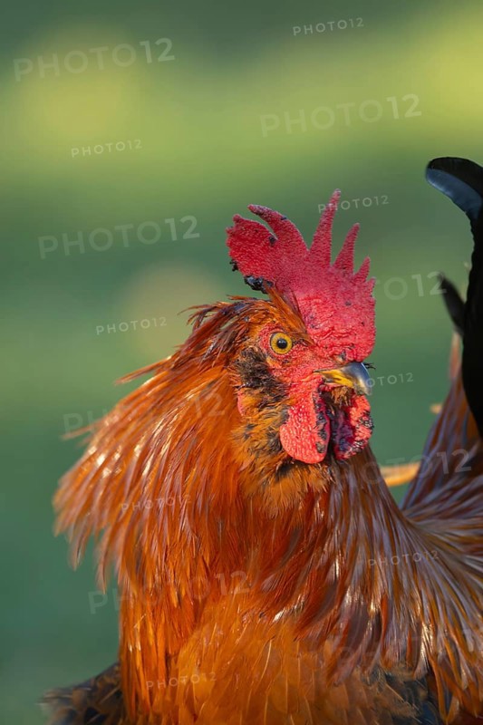 Chicken (Gallus gallus domesticus) adult male rooster or cockerel bird head portrait, England, United Kingdom, Europe