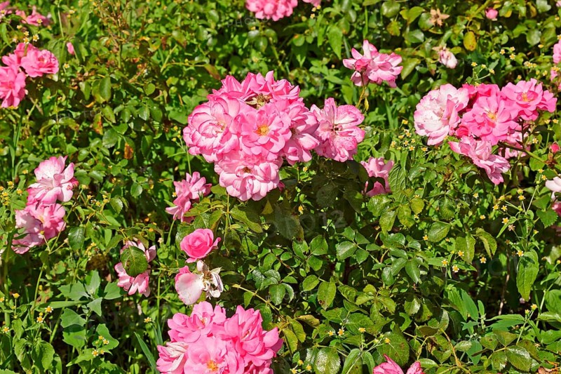 Europe, Germany, wildflower meadow, dog roses, Hamburg, Hamburg, Federal Republic of Germany, Europe