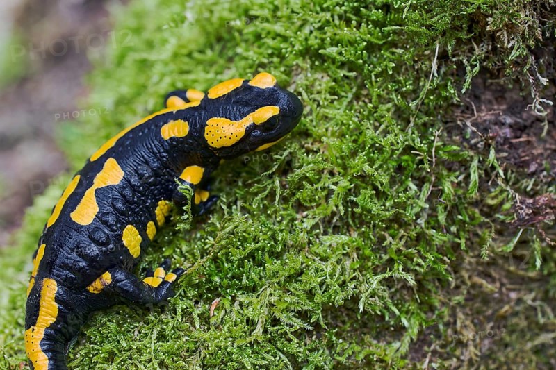 Fire salamander (Salamandra salamandra), Lower Saxony, Germany, Europe