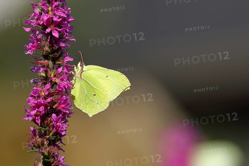 Brimstone (Gonepteryx rhamni) feeding on a flower of purple loosestrife (Lythrum salicaria), with bokeh in the background, Wilnsdorf, North Rhine-Westphalia, Germany, Europe