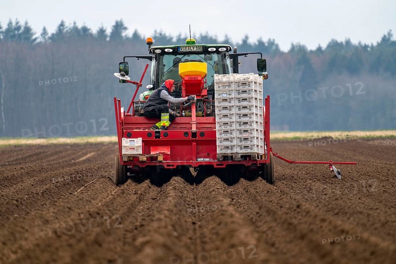 Early potatoes are placed in the soil of the field with a planting machine, Agriculture, Spring
