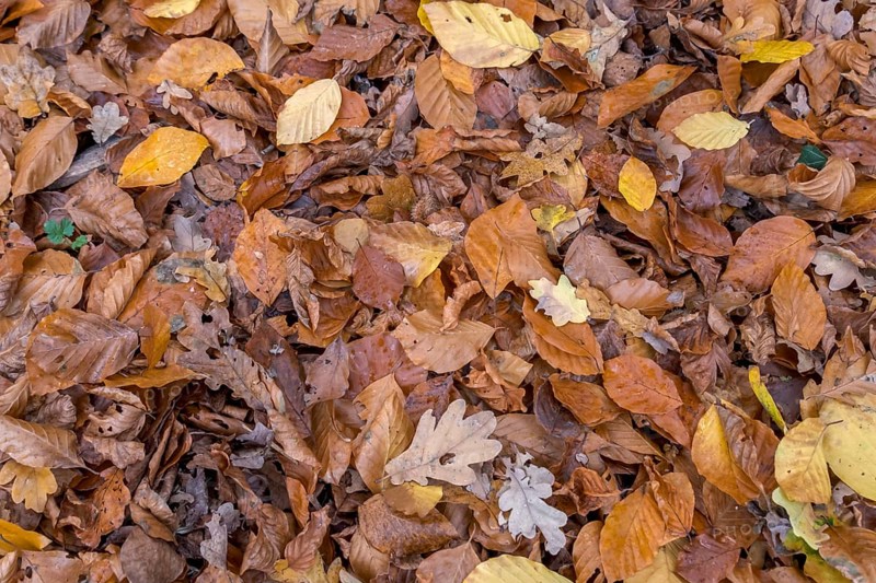 Autumn leaves in various shades of brown cover the forest floor, Münsterland, North Rhine-Westphalia, Germany, Europe