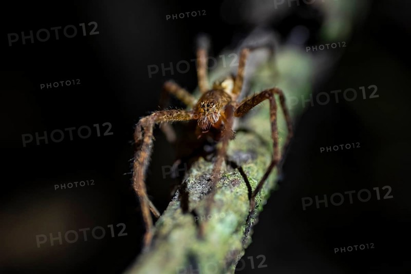 Comb spider (Cupiennius) sitting on a branch at night in the tropical rainforest, Refugio Nacional de Vida Silvestre Mixto Bosque Alegre, Alajuela province, Costa Rica, Central America
