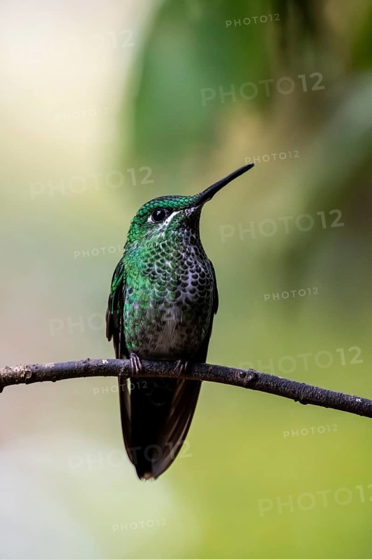 Green-crowned brilliant (Heliodoxa jacula) sitting on a branch, Monteverde Cloud Forest, Monte Verde, Costa Rica, Central America